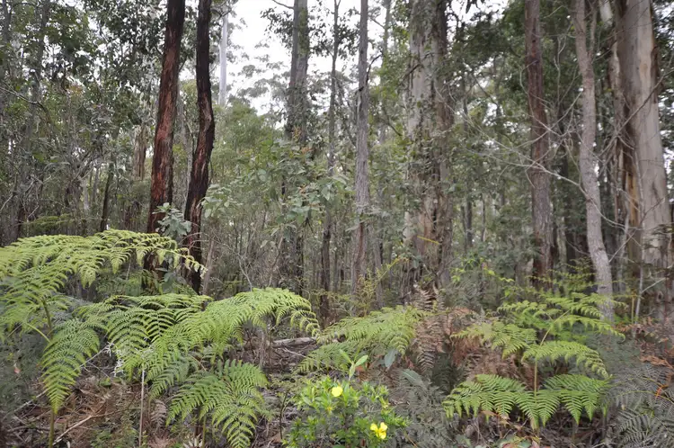 Sixth view of Homely land listing, Lot 118 Karri Lane, Quinninup WA 6258