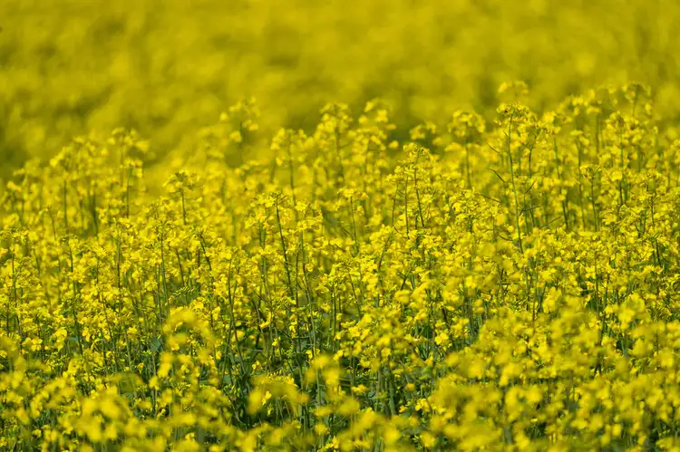 Second view of Homely rural property listing, LOT 10 & 164 Piggins Road, Hopefield NSW 2646