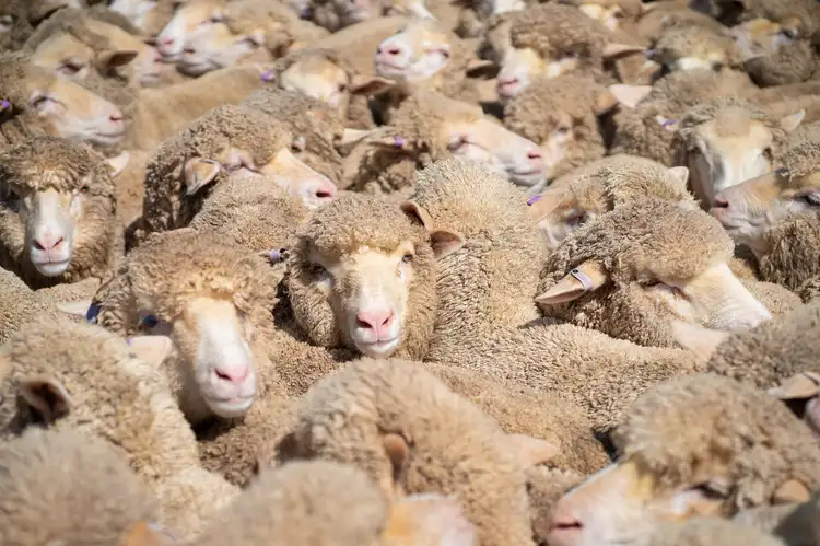 Third view of Homely rural property listing, LOT 10 & 164 Piggins Road, Hopefield NSW 2646