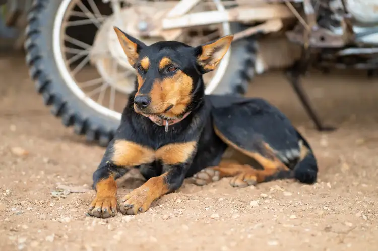 Seventh view of Homely rural property listing, LOT 10 & 164 Piggins Road, Hopefield NSW 2646