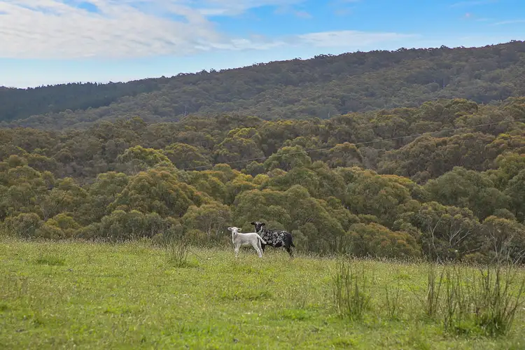 Fifth view of Homely rural property listing, 1699 Carlisle River Road, Carlisle River VIC 3239