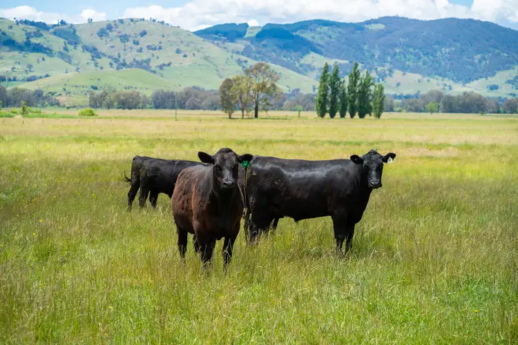 Second view of Homely rural property listing, Omeo Highway, Tallangatta South VIC 3701