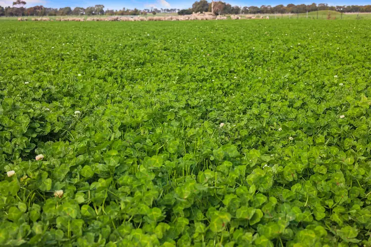 Fourth view of Homely rural property listing, 890 Meredith Shelford Road, Bamganie VIC 3333