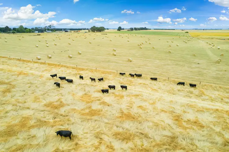 Second view of Homely rural property listing, 160 Bourkes Road, Warncoort VIC 3243