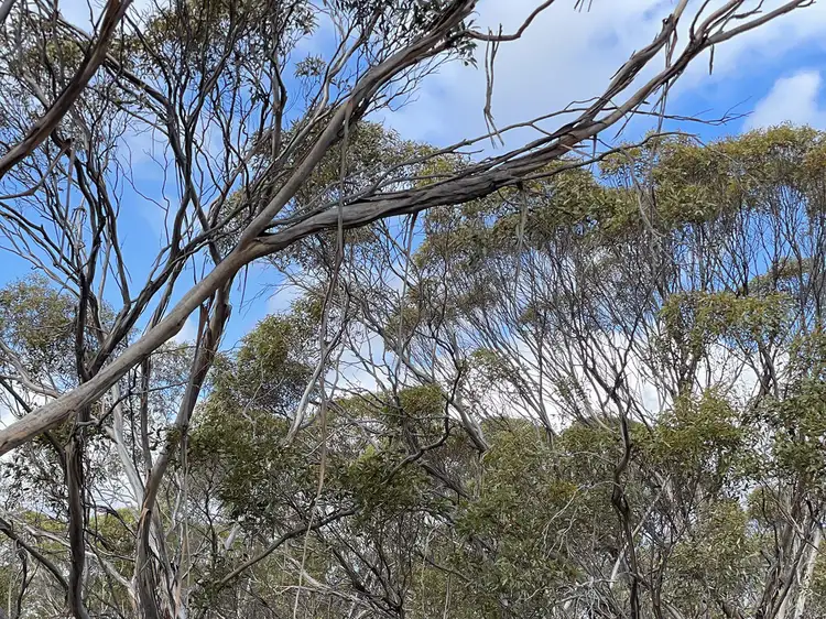 Sixth view of Homely land listing, Lots 708 and 710 Pygery/ Port Kenny Road, Mount Cooper SA 5671