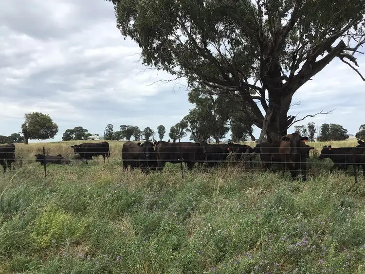 Third view of Homely rural property listing, ‘Terutani’ 1097 Davys Plains Road, Cudal NSW 2864