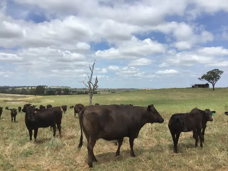 Sixth view of Homely rural property listing, ‘Terutani’ 1097 Davys Plains Road, Cudal NSW 2864