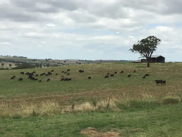 Seventh view of Homely rural property listing, ‘Terutani’ 1097 Davys Plains Road, Cudal NSW 2864