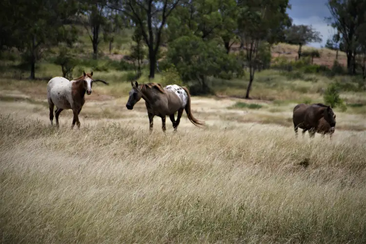 Fourth view of Homely rural property listing, 170 Morelands Road, Dululu QLD 4702