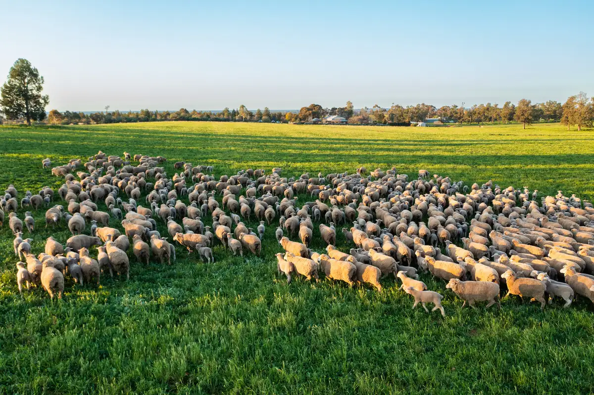 Main view of Homely rural property listing, 318 Craigs Road, Berrigan NSW 2712