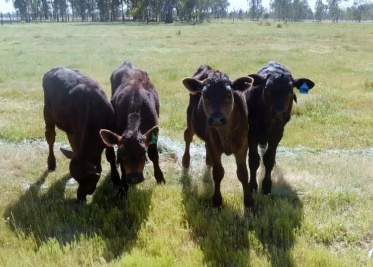 Seventh view of Homely rural property listing, LOT 1, "FiddleStix" Lilford Lane, Barham NSW 2732