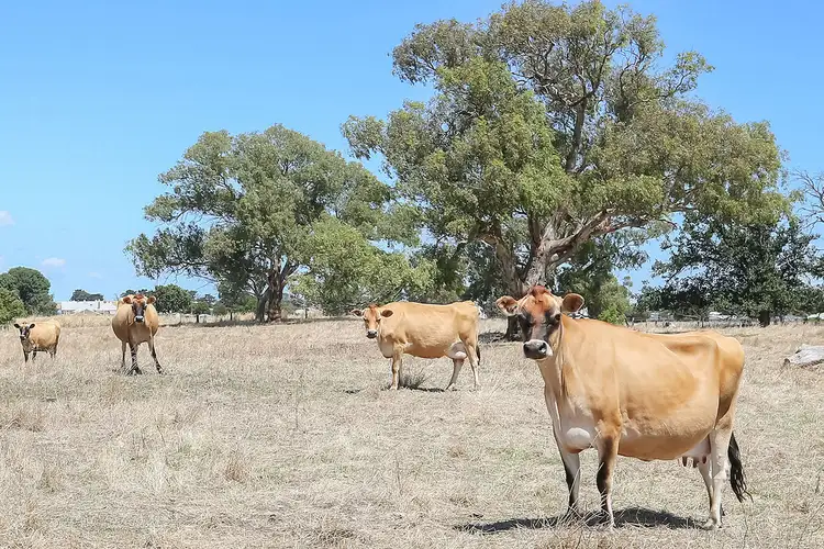 Second view of Homely rural property listing, 1560 Colac Ballarat Road, Beeac VIC 3251