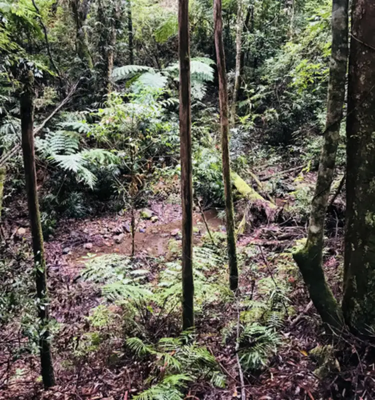 Fourth view of Homely land listing, 146 Repeater Station Road, Springbrook QLD 4213