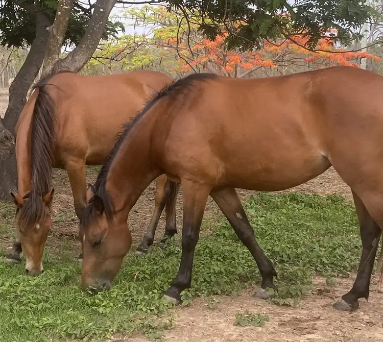 Seventh view of Homely rural property listing, Address available on request