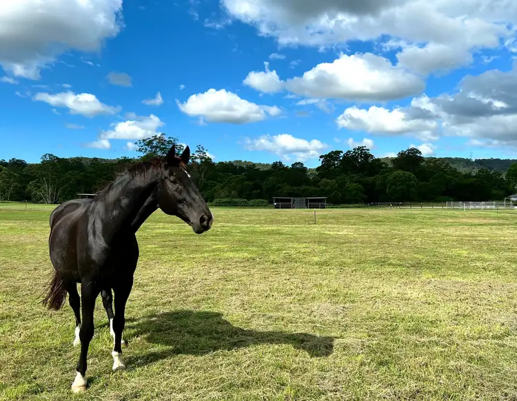 42 Equestrian Drive, Maudsland QLD 4210
