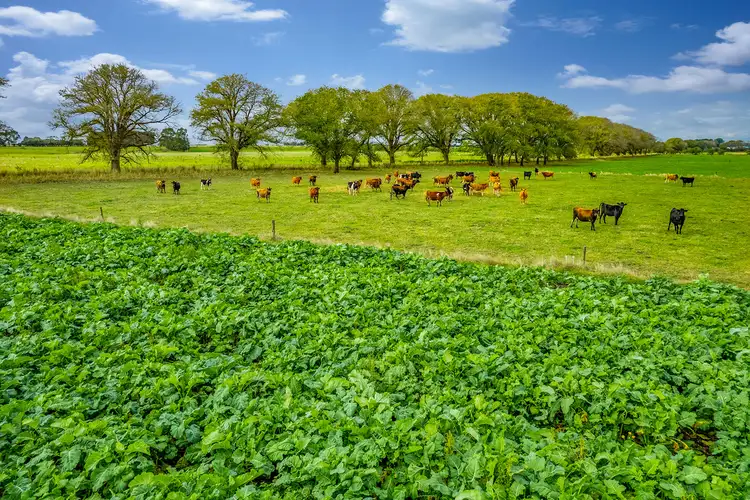 Fourth view of Homely rural property listing, 170 Swan Marsh-Irrewillipe Road, Swan Marsh VIC 3249