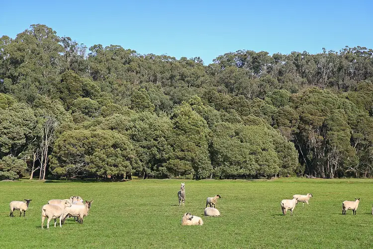Seventh view of Homely rural property listing, Silks Access Road, Carlisle River VIC 3239