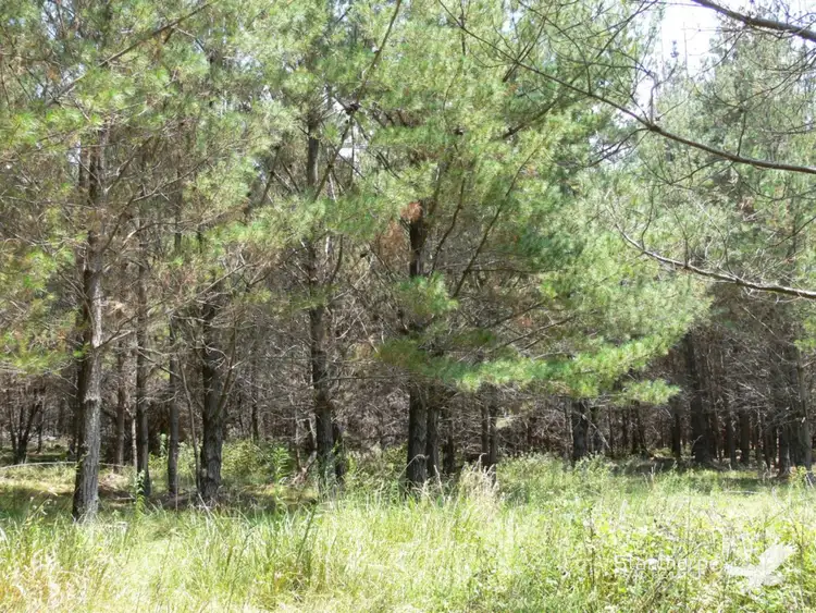 Fifth view of Homely land listing, Lot 244 Radiata, Sugarloaf QLD 4380