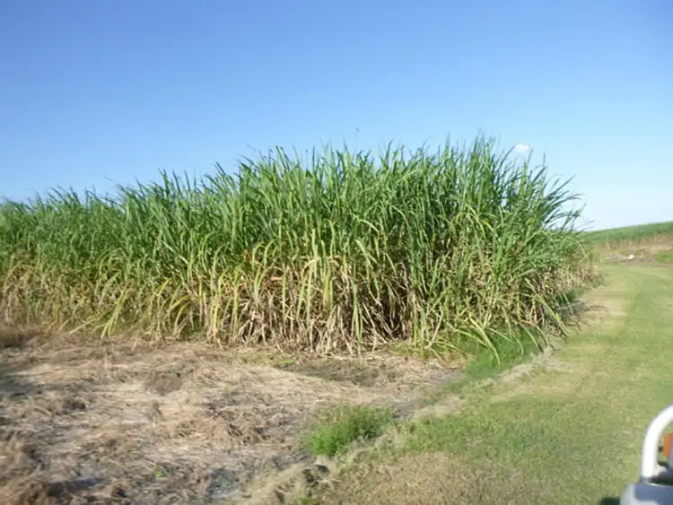 Fifth view of Homely rural property listing, 175 Como Road, Toobanna QLD 4850