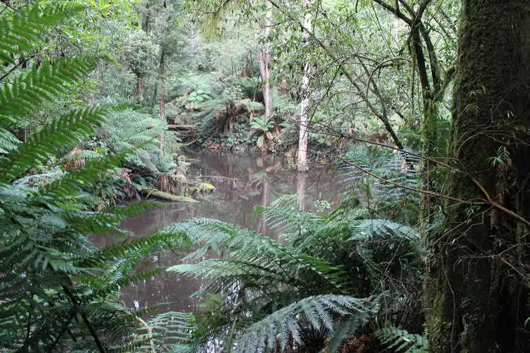 Third view of Homely rural property listing, 10 Old Ocean Road, Lavers Hill VIC 3238