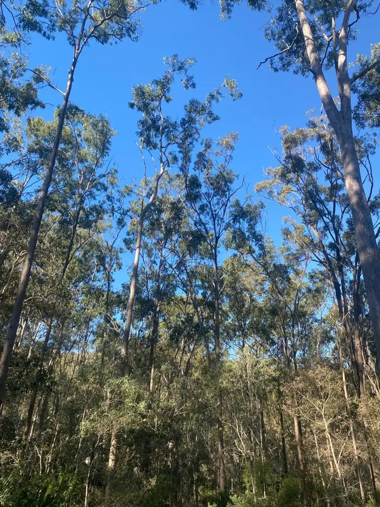 Sixth view of Homely land listing, 259-265 Davidson Road, Jimboomba QLD 4280