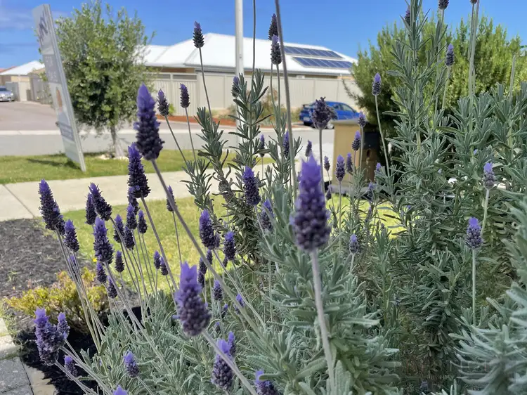 Second view of Homely house listing, 7 Windlass Way, Alkimos WA 6038