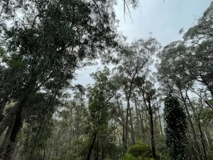 Third view of Homely rural property listing, LOT 85, 305 Big Jack Mountain Road, Burragate NSW 2550