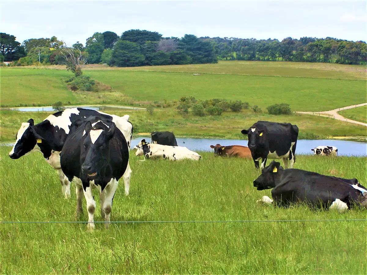 Main view of Homely rural property listing, 611 Melrose Road, Princetown VIC 3269