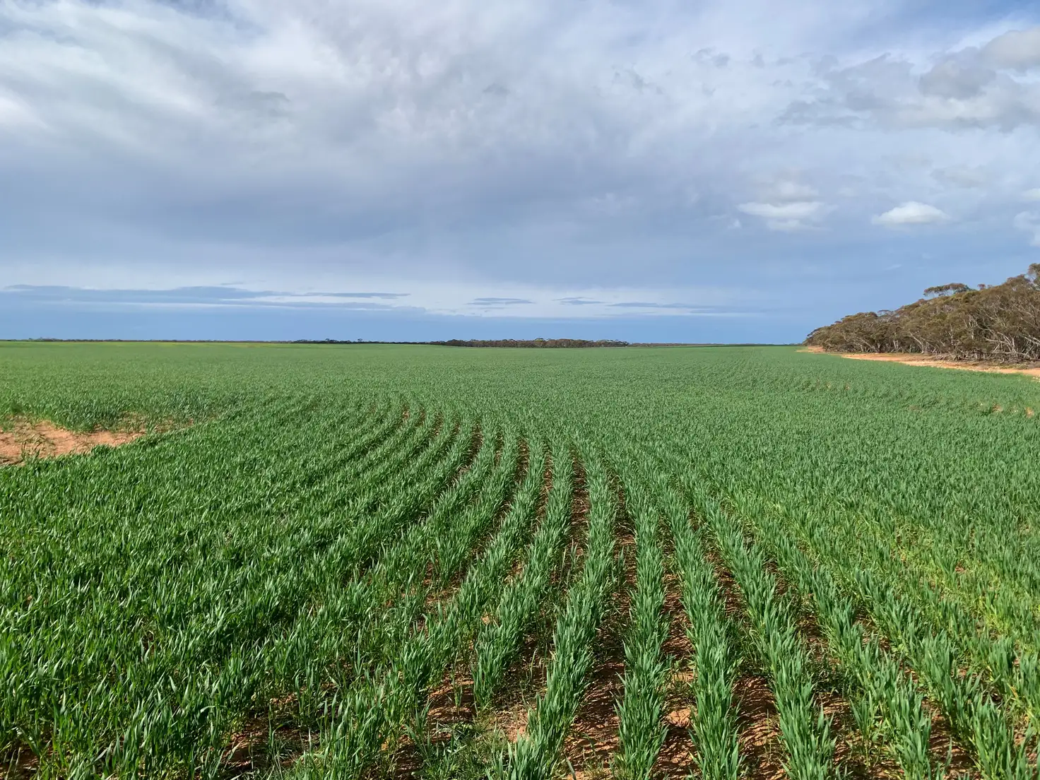 Main view of Homely rural property listing, 45/121 Maggea Road, Boolgun SA 5330