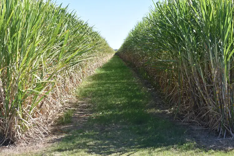 Main view of Homely land listing, 249 Hills Road, Welcome Creek QLD 4670