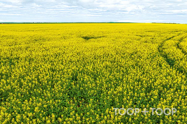 Third view of Homely rural property listing, Section 22 / 355 Pfitzner Road, Butler SA 5605