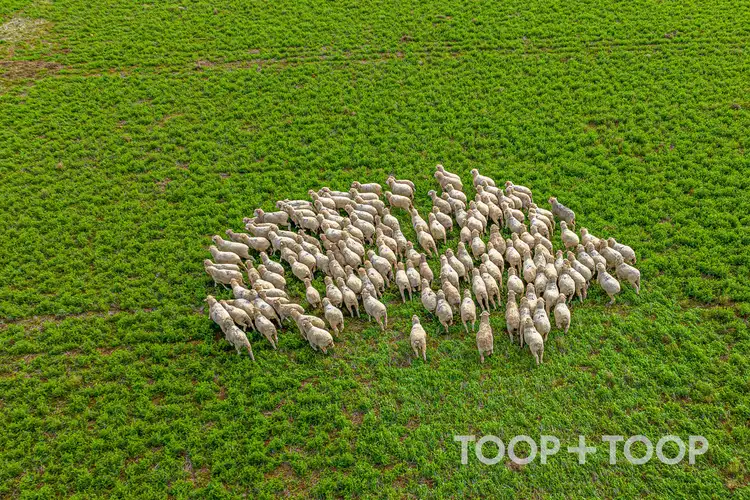 Fourth view of Homely rural property listing, Section 22 / 355 Pfitzner Road, Butler SA 5605