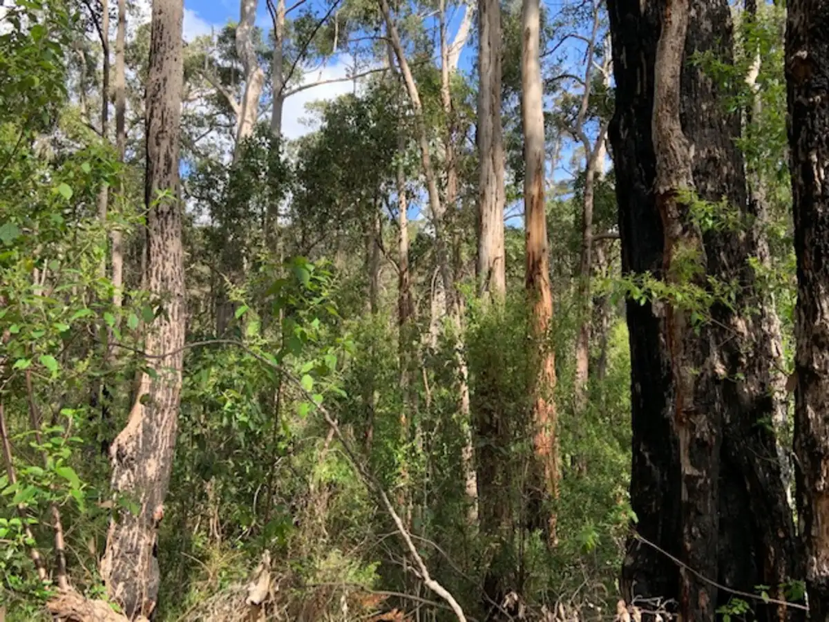Main view of Homely land listing, LOT 103 Titree Glen, Quinninup WA 6258