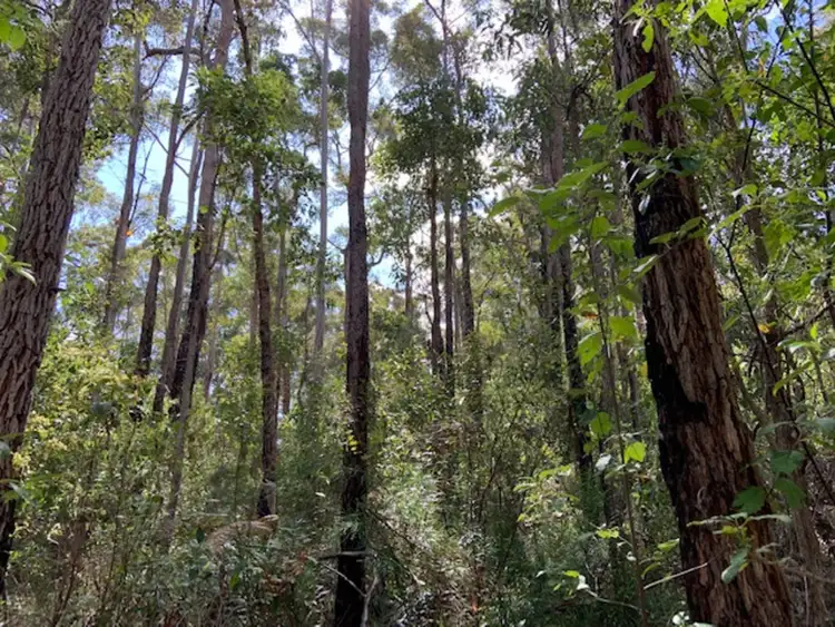 Third view of Homely land listing, LOT 103 Titree Glen, Quinninup WA 6258