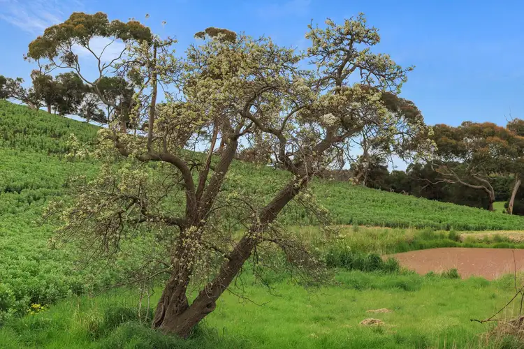 Fourth view of Homely rural property listing, Barrabool Road, Barrabool VIC 3221