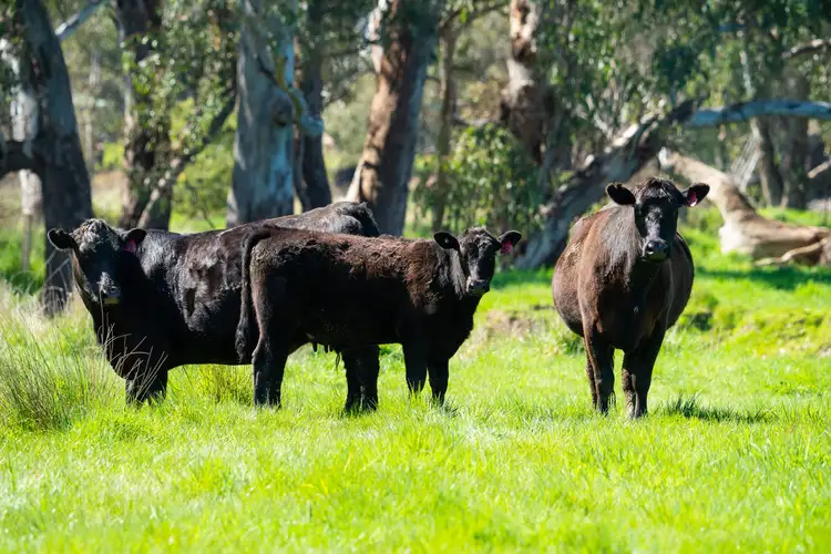 Second view of Homely rural property listing, LOT 4 Lindsay Road, Staghorn Flat VIC 3691