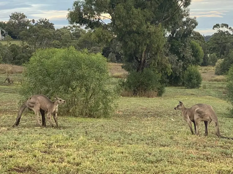 Fifth view of Homely land listing, 15 Bindea Place, Gunnedah NSW 2380