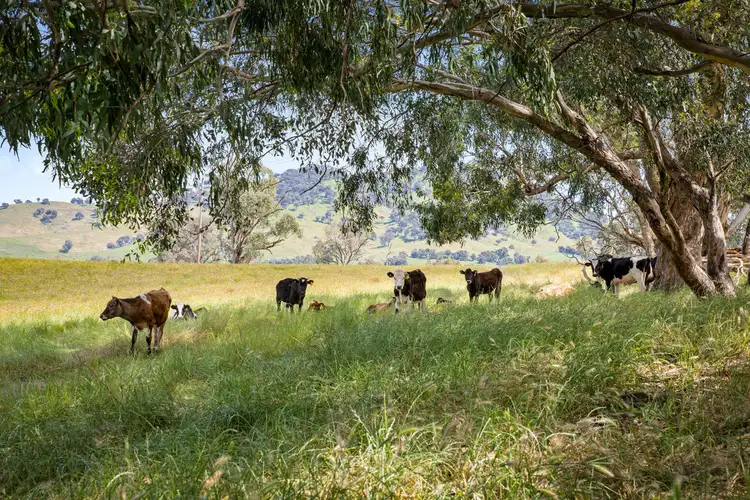 Third view of Homely rural property listing, 433 Kiewa East Road, Tangambalanga VIC 3691