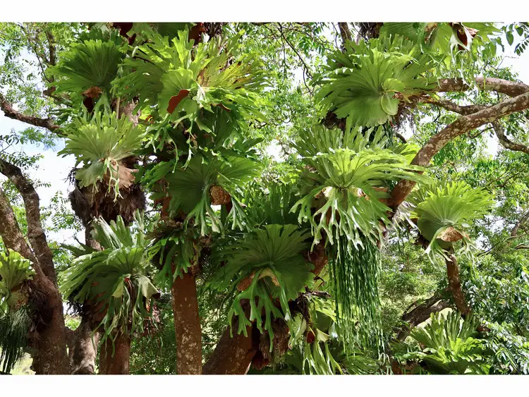 Seventh view of Homely land listing, 65 McCarthy Shute Road, Maleny QLD 4552