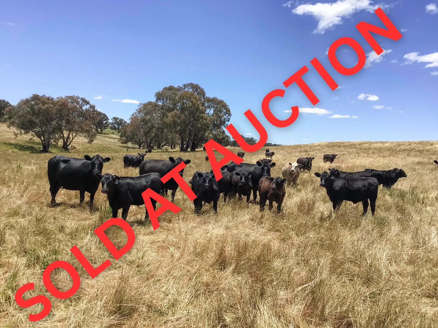 Main view of Homely rural property listing, 'Riverview' Lot 101 Strathmore Lane, Molong NSW 2866