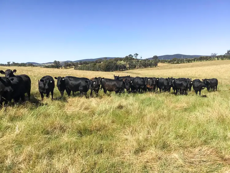 Second view of Homely rural property listing, 'Riverview' Lot 101 Strathmore Lane, Molong NSW 2866