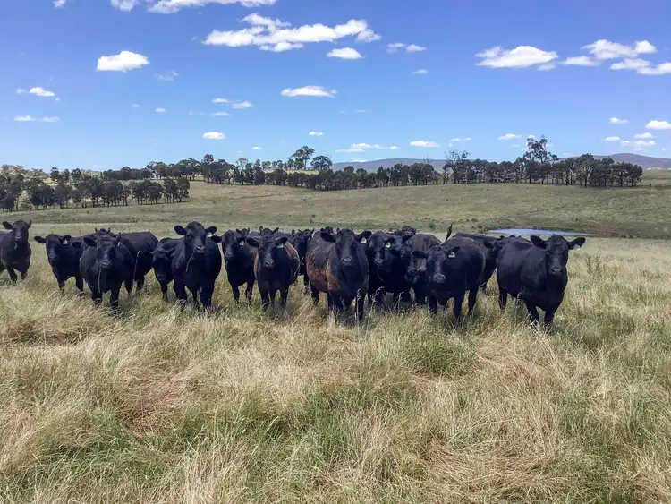 Third view of Homely rural property listing, 'Riverview' Lot 101 Strathmore Lane, Molong NSW 2866