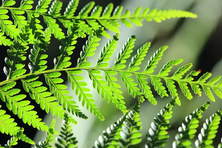 Sixth view of Homely land listing, LOT 1/237 Paynters Creek Road, Rosemount QLD 4560