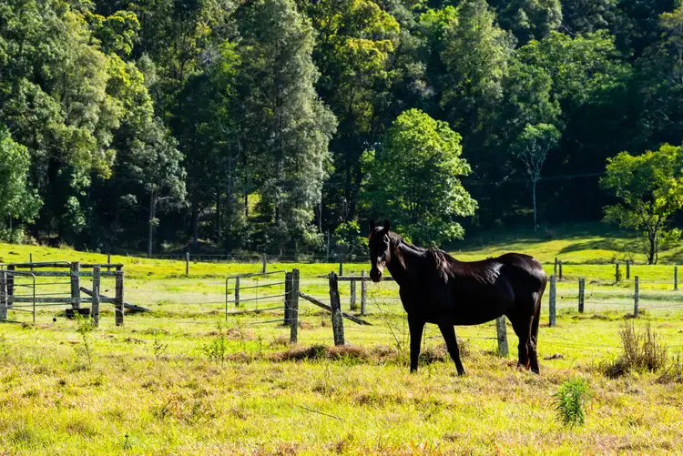 Fifth view of Homely rural property listing, 205 Highlands Road, Eudlo QLD 4554