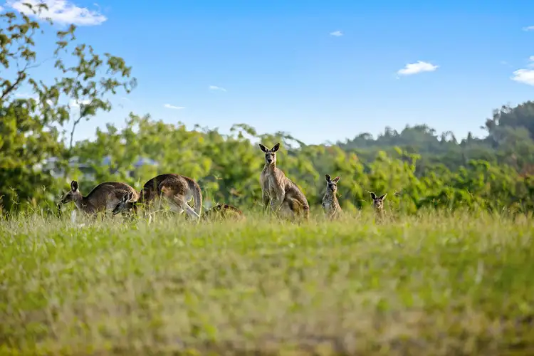 Fifth view of Homely land listing, 61 (Lot 71) Palmview Forest Drive, Palmview QLD 4553