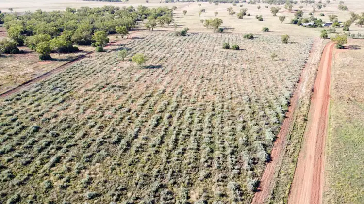 Fourth view of Homely rural property listing, 'Bernafay' 605 Pangee Road, Nyngan NSW 2825