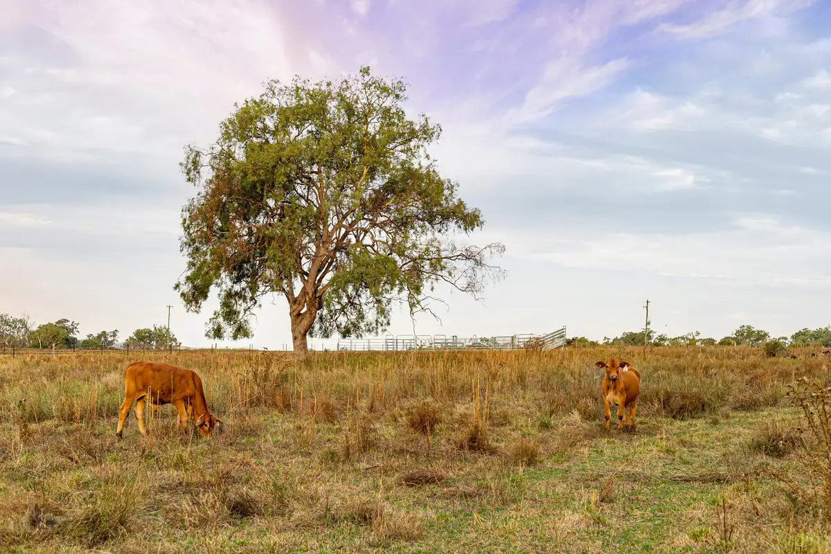 Main view of Homely rural property listing, 1 Ted Mengel Road, Nobby QLD 4360