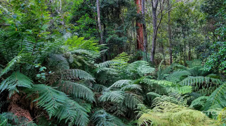 Third view of Homely land listing, 58 Towzer Creek Road, Cabbage Tree Creek VIC 3889