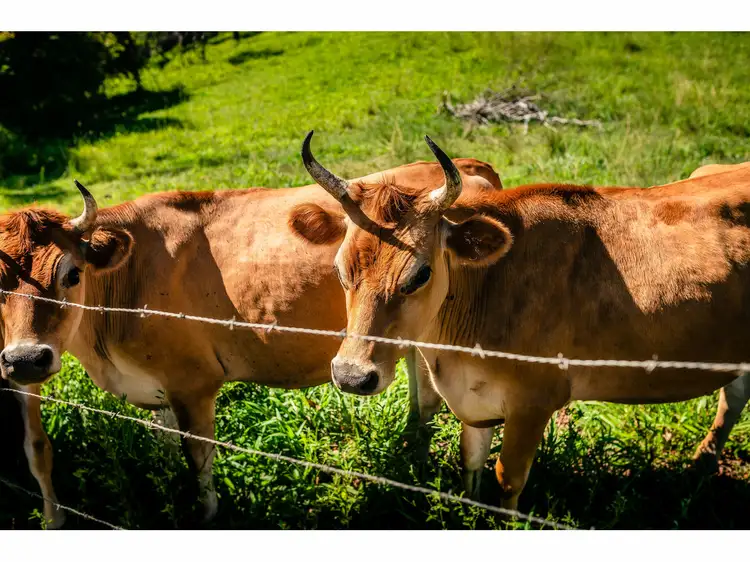 Second view of Homely rural property listing, 617 Bowraville Road, Bellingen NSW 2454