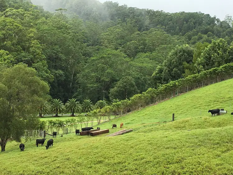 Sixth view of Homely rural property listing, 1728 - 1730 Currumbin Creek Road, Currumbin Valley QLD 4223